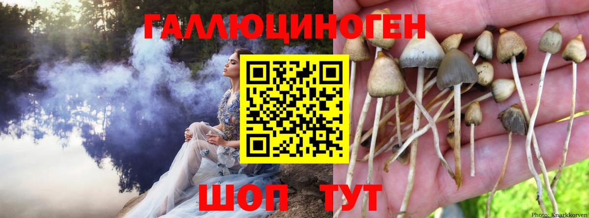 Псилоцибиновые грибы GOLDEN TEACHER  Псилоцибиновые грибы мицелий  закладки  Вход с VPN  Кореновск 